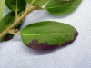 Manzanita (A. columbiana) Manzanita (A. columbiana)