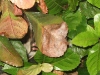 Ardisia Ardisia