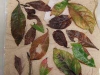 Ardisia Ardisia