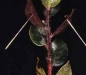 Manzanita (A. manzanita) Manzanita (A. manzanita)