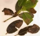 Madrone Madrone