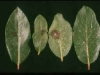 Madrone Madrone
