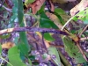 Madrone Madrone