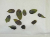 Kinnikinnik, bearberry Kinnikinnik, bearberry