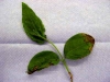 Spicebush Spicebush