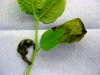 Spicebush Spicebush