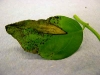 Spicebush Spicebush