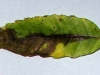 Sweet Chestnut Sweet Chestnut