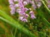 Scotch Heather Scotch Heather