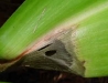 Andrew's clintonia bead lily Andrew's clintonia bead lily