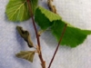 California hazelnut California hazelnut