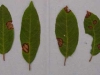 California coffeeberry California coffeeberry
