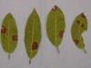 California coffeeberry California coffeeberry