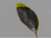Griselinia Griselinia