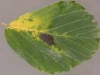 Witch hazel Witch hazel