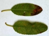 Toyon Toyon