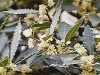 Bay laurel (L. nobilis) Bay laurel (L. nobilis)