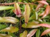 Fetterbush Fetterbush