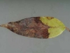 Drooping leucothoe Drooping leucothoe