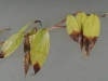 Drooping leucothoe Drooping leucothoe