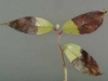 Drooping leucothoe Drooping leucothoe