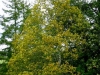 Tanoak Tanoak