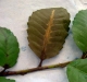 Tanoak Tanoak