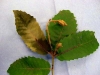 Tanoak Tanoak