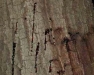 Tanoak Tanoak