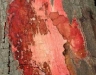 Tanoak Tanoak