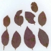 Loropetalum Loropetalum