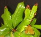 Southern magnolia Southern magnolia