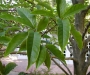 Michelia Michelia
