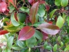 Red tip or Fraser's photinia Red tip or Fraser's photinia