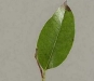 Pieris Pieris