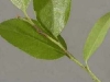 Pieris Pieris