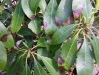 Pieris Pieris