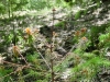 Douglas-fir Douglas-fir