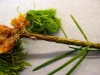 Douglas-fir Douglas-fir