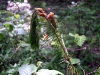Douglas-fir Douglas-fir