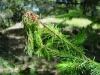 Douglas-fir Douglas-fir