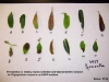 Formosa firethorn Formosa firethorn