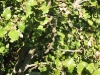 Canyon live oak Canyon live oak