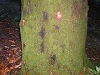 Southern red oak Southern red oak
