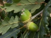 Sessile oak Sessile oak