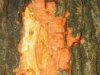 Northern red oak Northern red oak