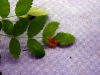 Wood rose Wood rose