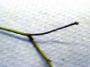 Wood rose Wood rose