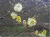 Goat willow Goat willow