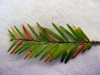 Coast redwood Coast redwood